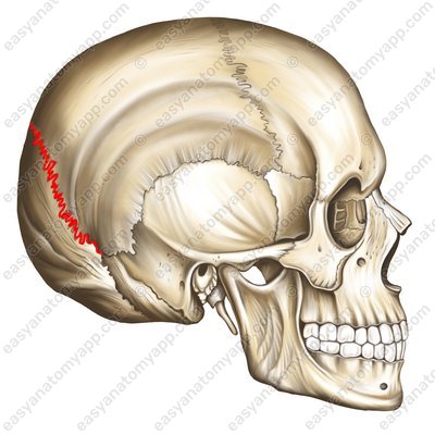 Ламбдовидный шов (sutura sagittalis)